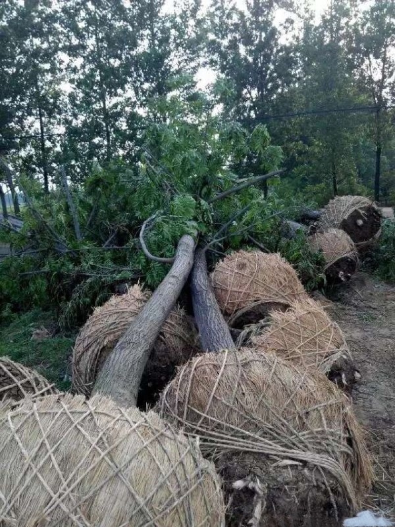 枫树