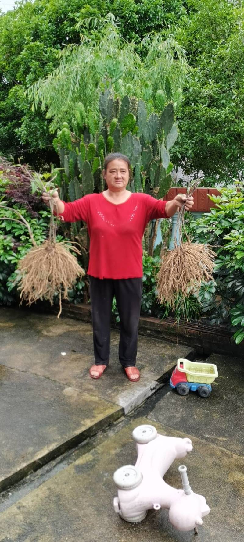 牛尾菜种苗牛尾蕨鞭干蕨药食同源植物供技术收产品