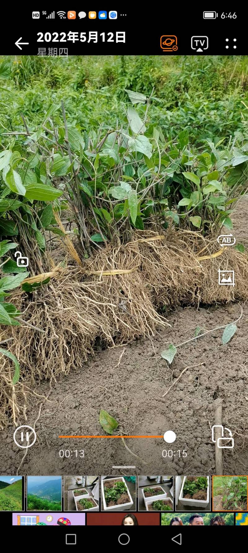 牛尾菜种苗牛尾蕨鞭干蕨药食同源植物供技术收产品