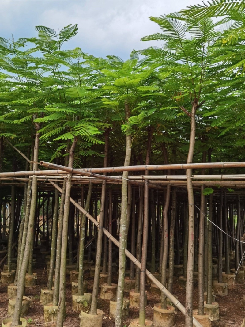 凤凰树