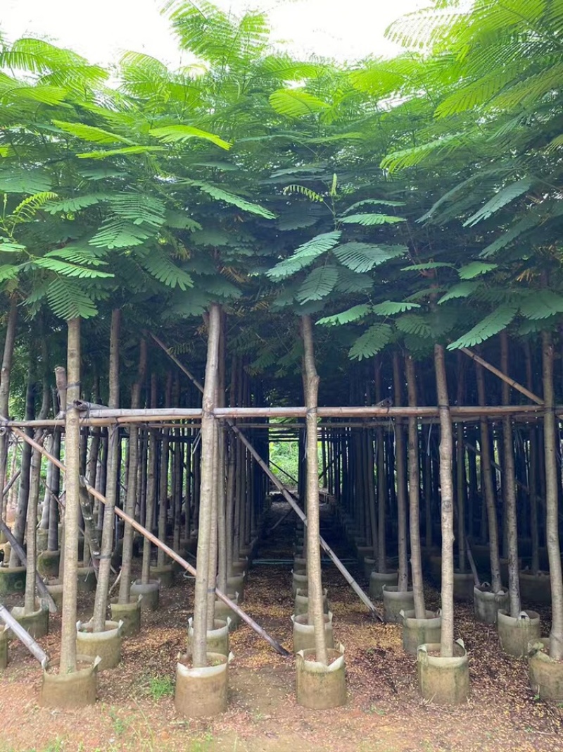 凤凰树