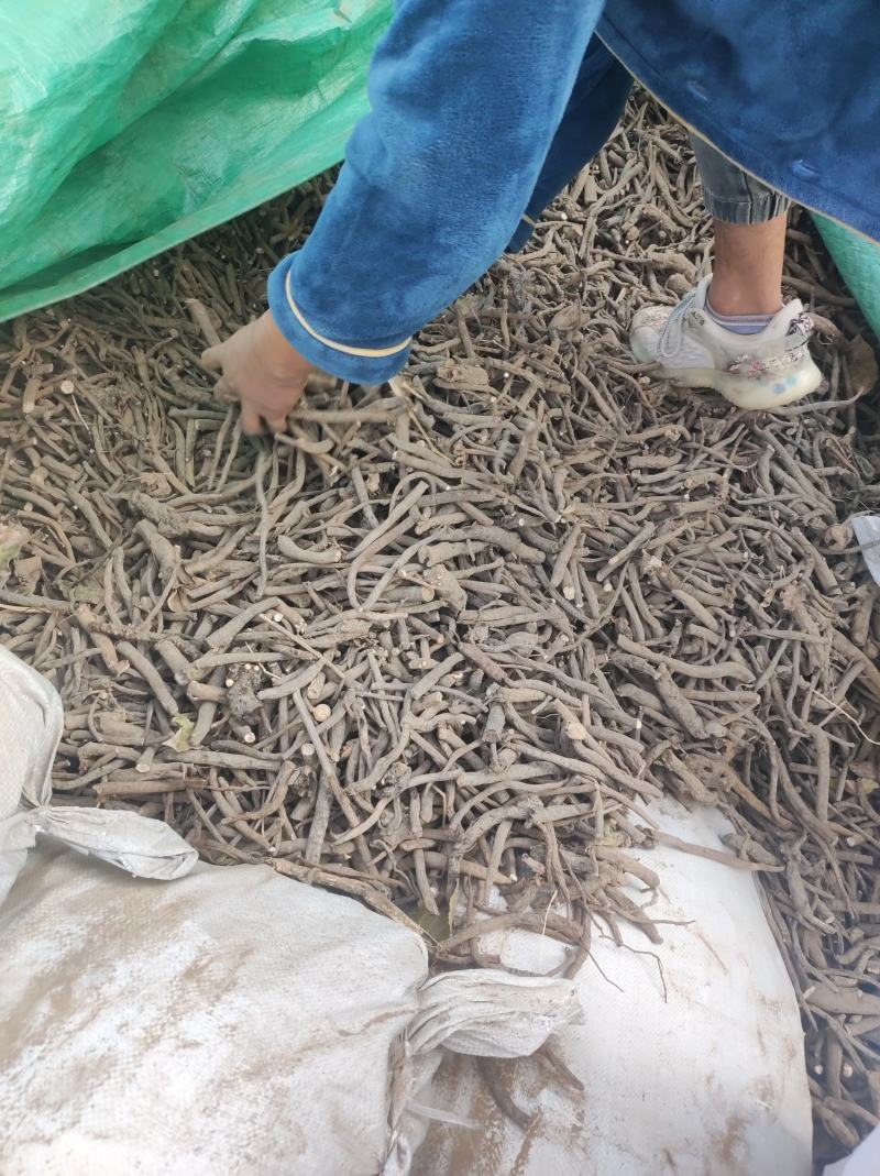 黑白芍赤芍个子货产地山东货好量大要多物流发货