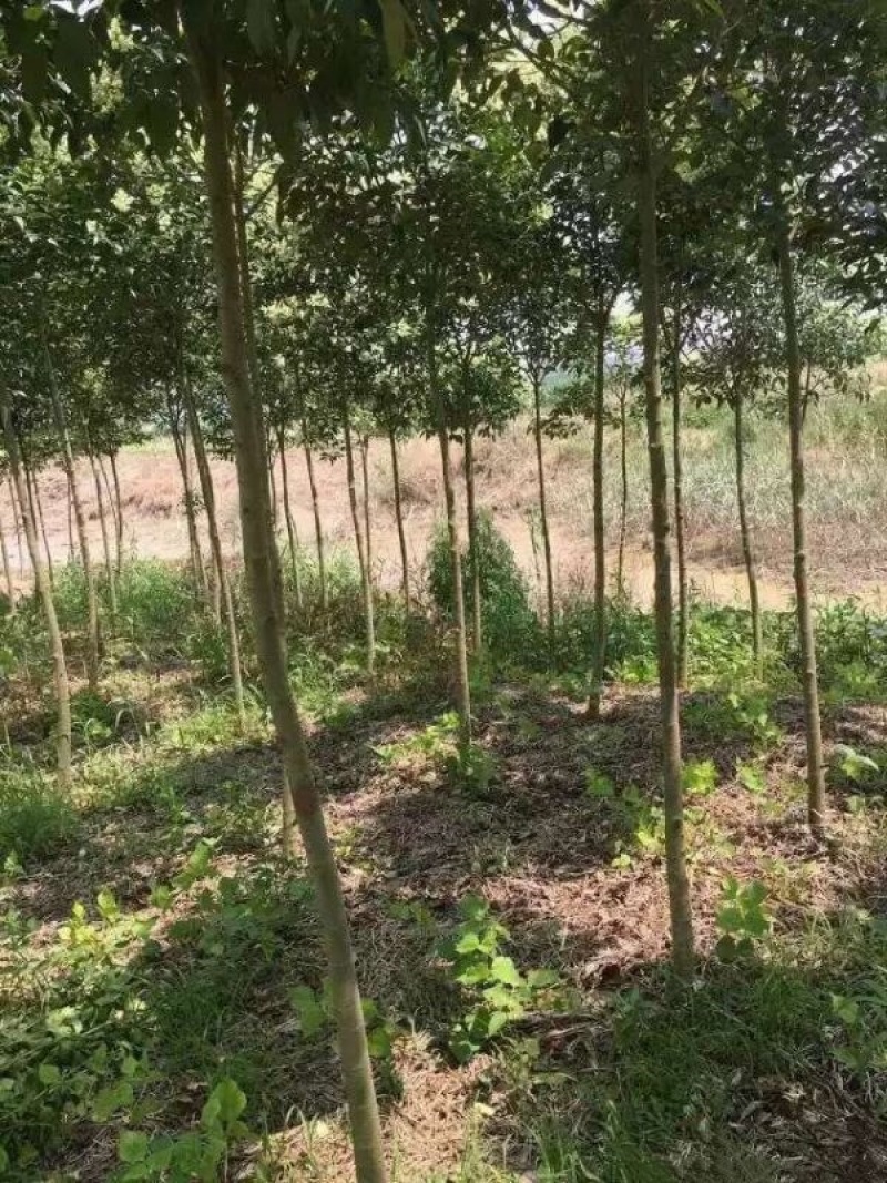 高杆女杆