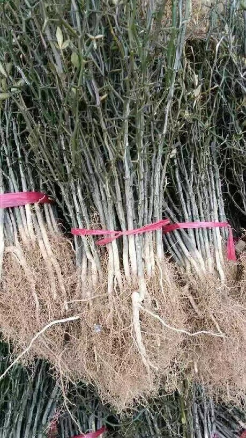 枸橘