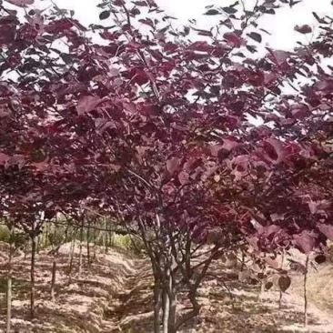 红叶加拿大紫荆