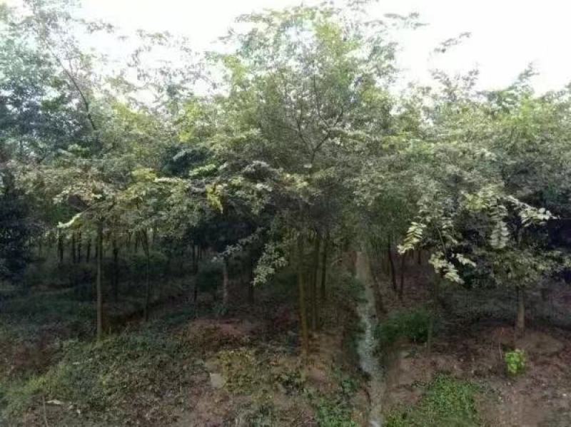 红榉苗