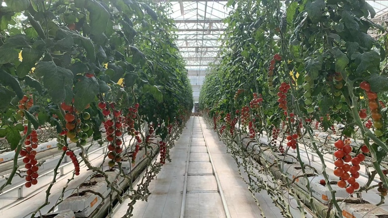 图中展示了刚刚发芽的圣女果幼苗,叶片嫩绿,根系发育良好 圣女果幼苗