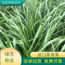 黑麦草种子多年生牧草耐寒耐旱养殖禽畜通用型高产量牧草种子