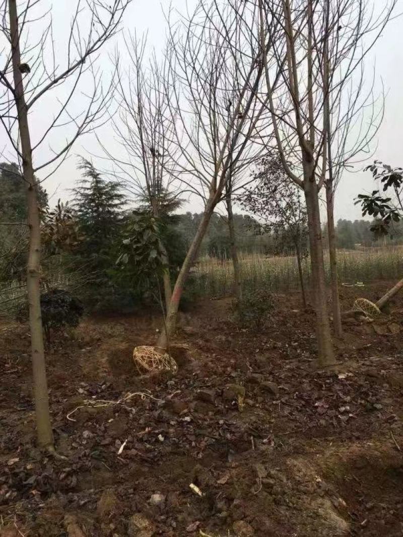 鹅掌楸苗