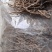 纯野生远志