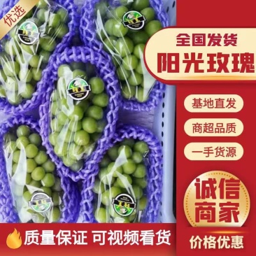 阳光玫瑰一手货源品口感还冷库货源充足欢迎新老朋友来洽谈
