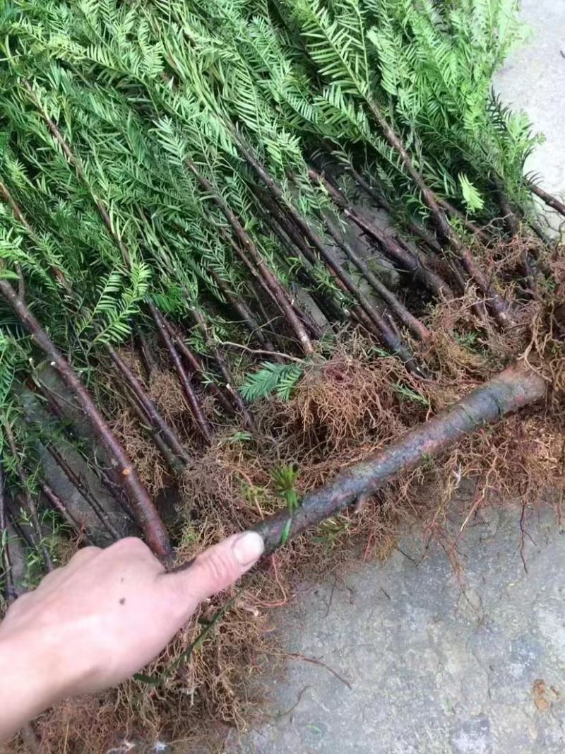 红豆杉苗