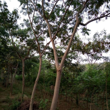 合欢树