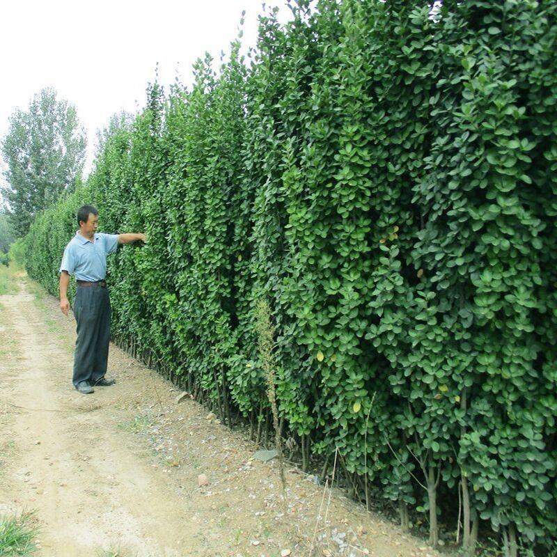 北海道黄杨围墙绿篱笆墙庭院绿植四季常青树苗工程苗