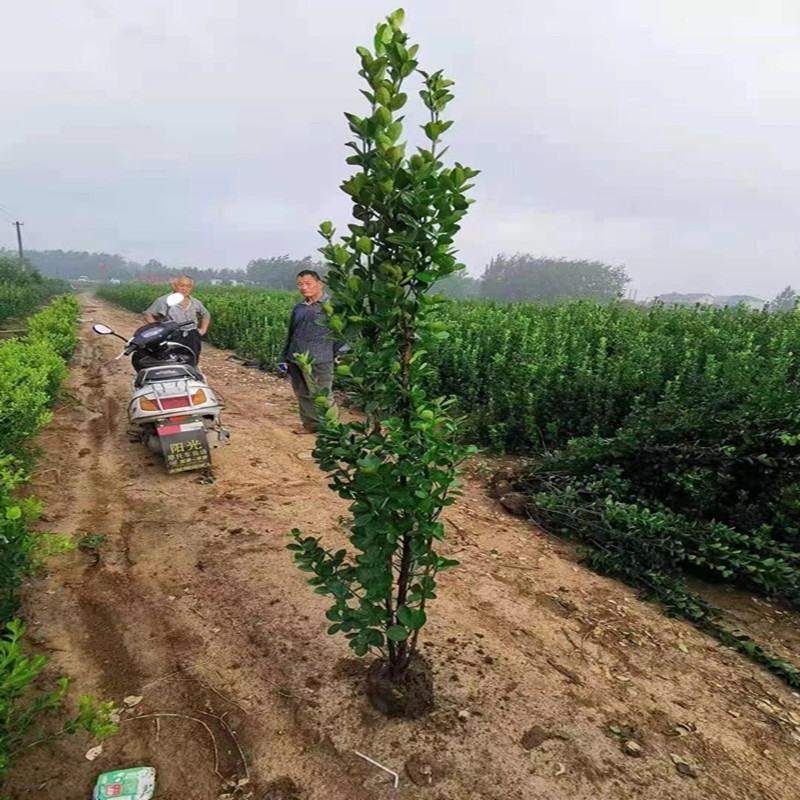 北海道黄杨围墙绿篱笆墙庭院绿植四季常青树苗工程苗