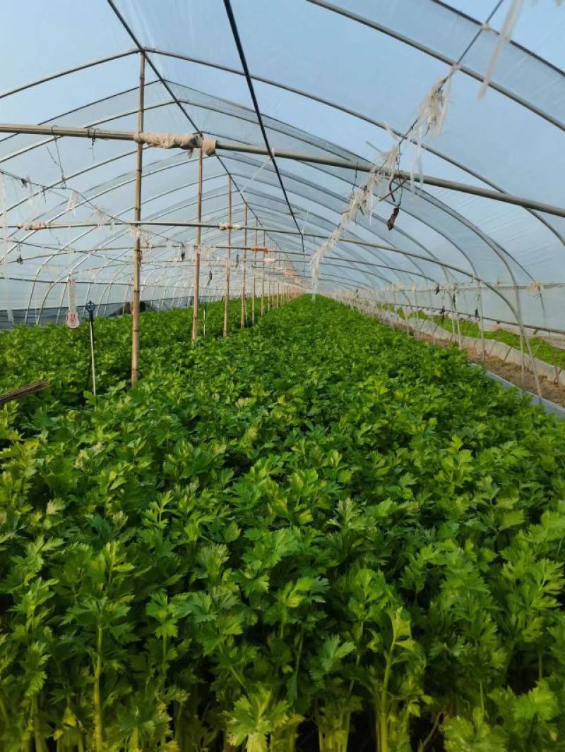 大棚精品芹菜无公害绿色蔬菜超市批发市场