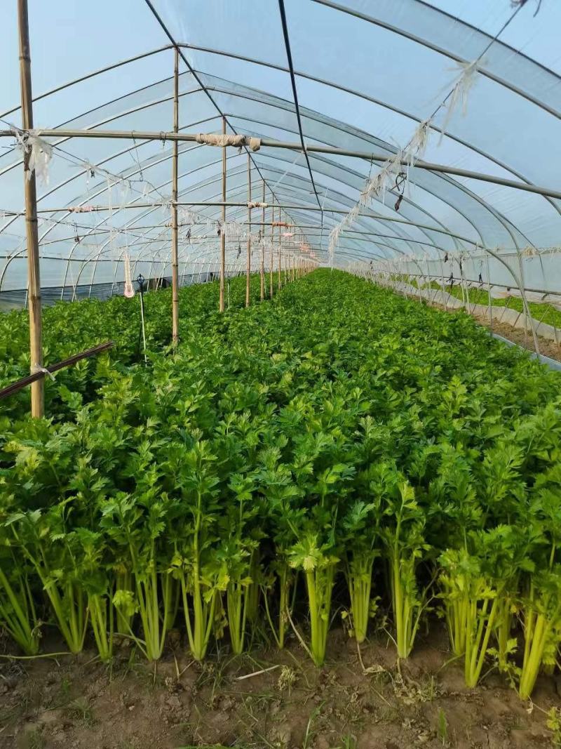大棚精品芹菜无公害绿色蔬菜超市批发市场