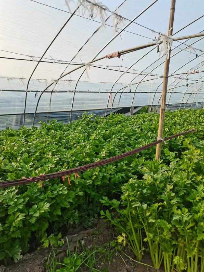大棚精品芹菜无公害绿色蔬菜超市批发市场