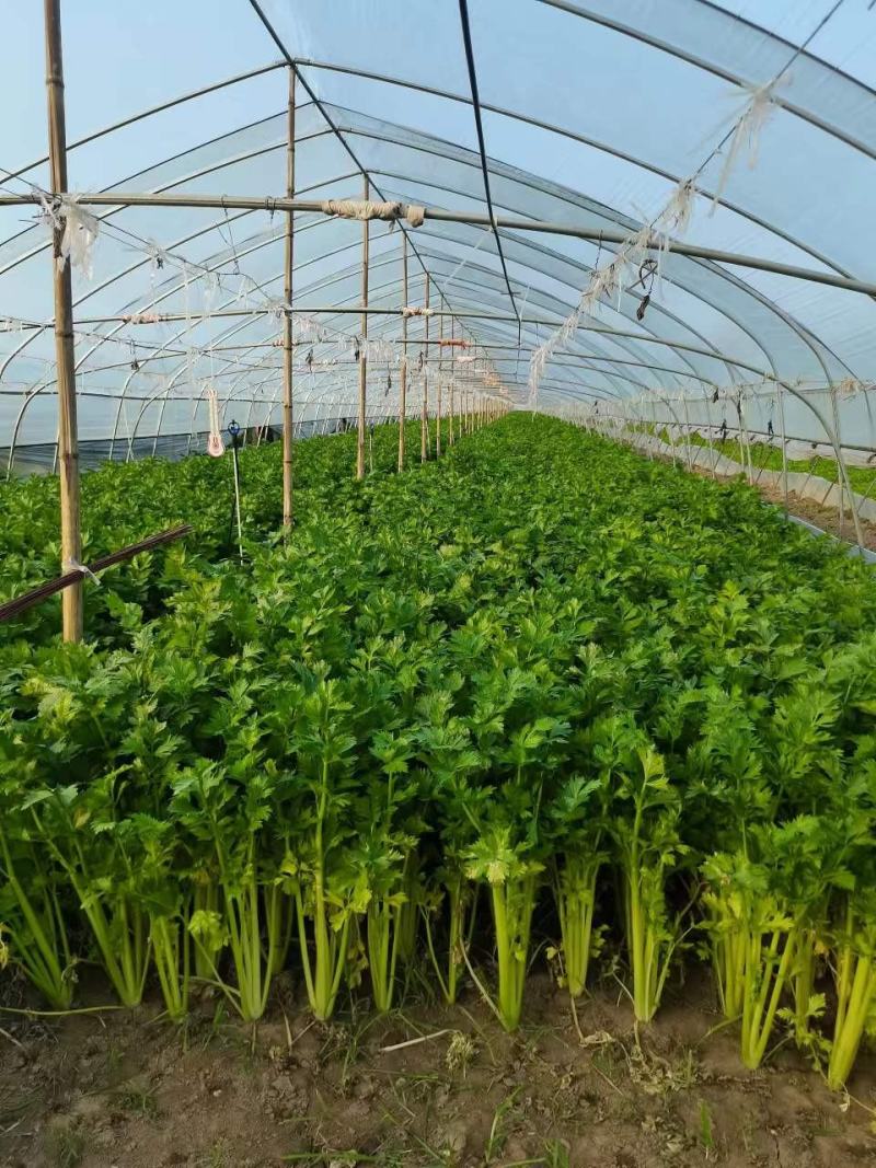 大棚精品芹菜无公害绿色蔬菜超市批发市场