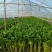 大棚精品芹菜无公害绿色蔬菜超市批发市场