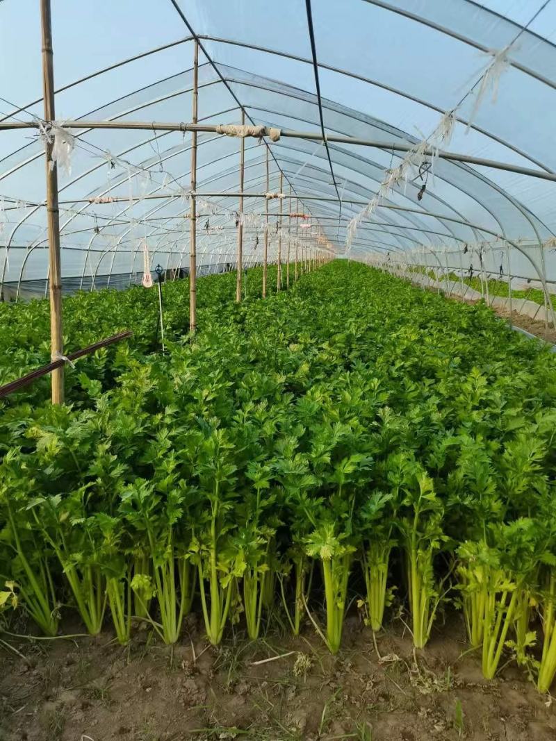 大棚精品芹菜无公害绿色蔬菜超市批发市场