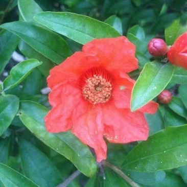 花石榴树