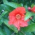 花石榴树