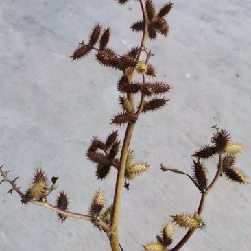 苍耳
