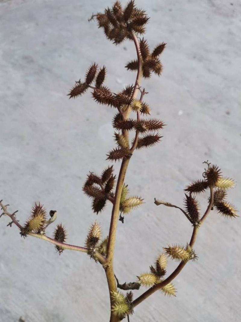 苍耳