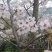 日本晚早樱