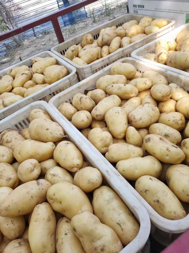 山东兰陵县荷兰十五新土豆产地直发大量供应