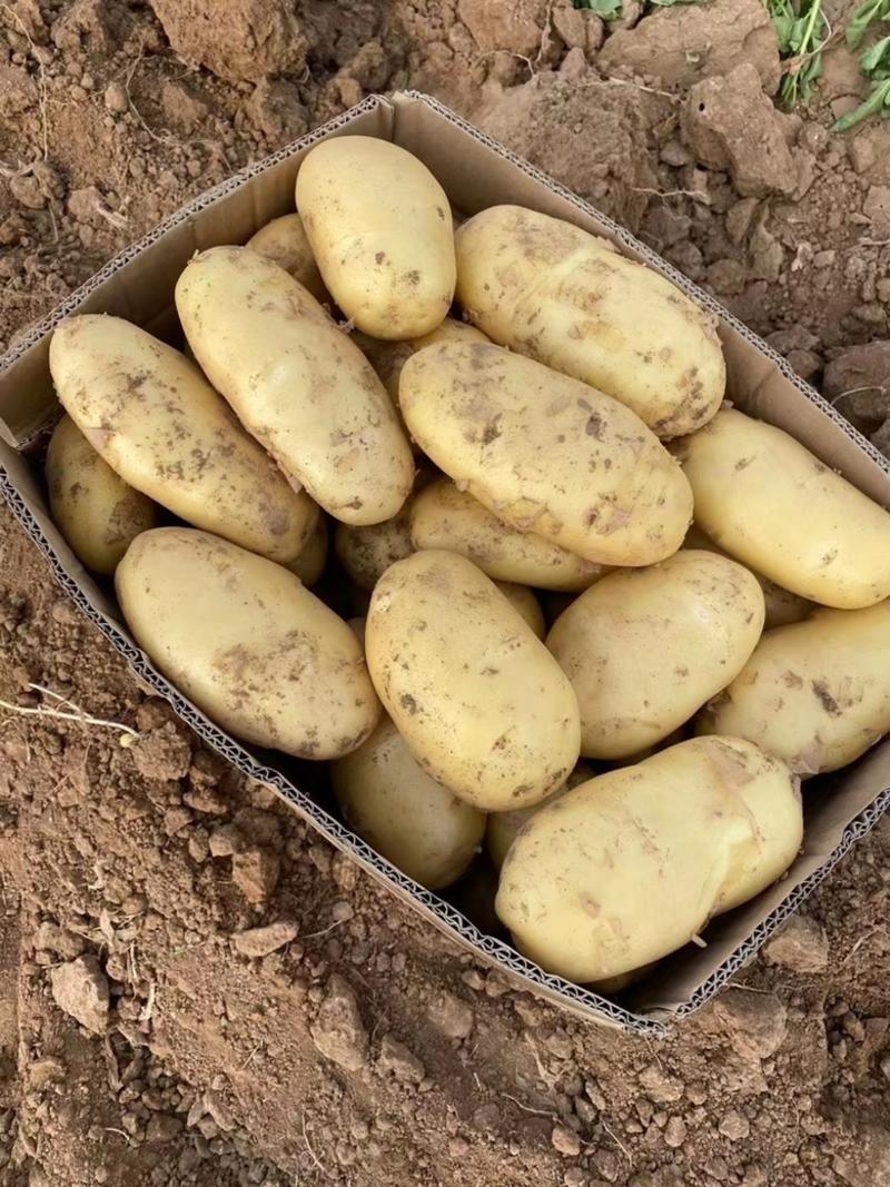 山东兰陵县荷兰十五新土豆产地直发大量供应
