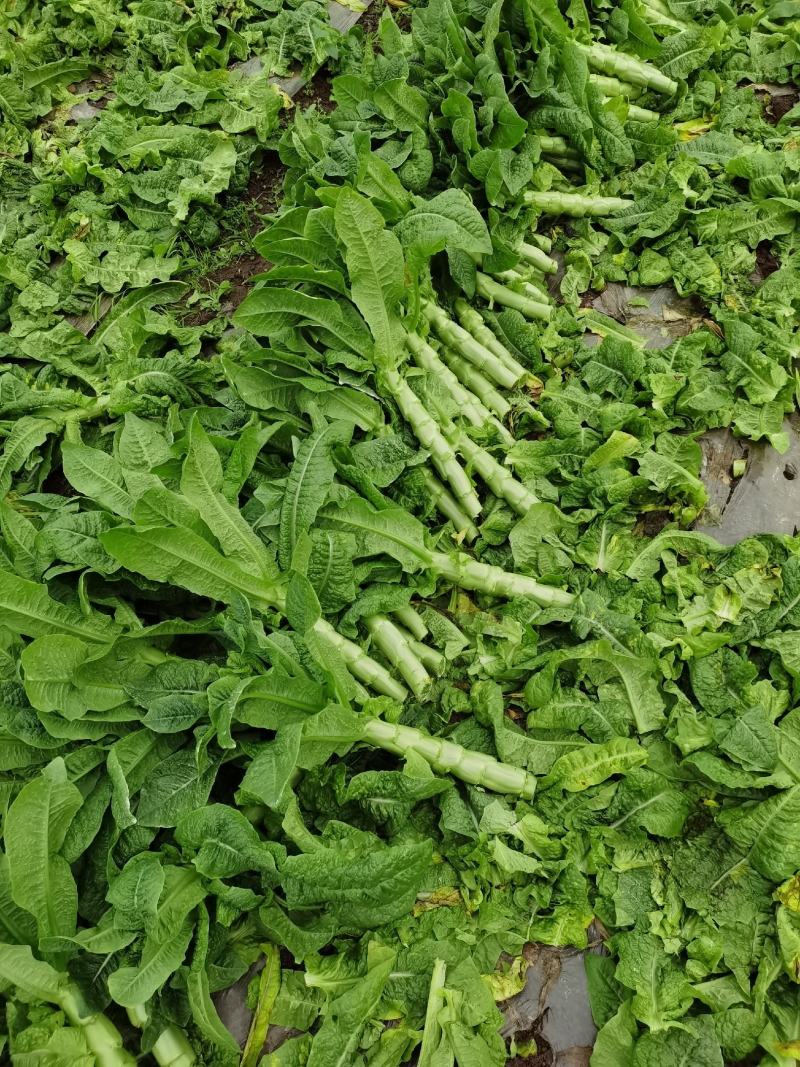 三青好货莴苣，四川特色翡翠三青，颜色绿，无空心脱节