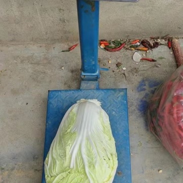 大量黄心大白菜，基地一手货源，适合市场的联系