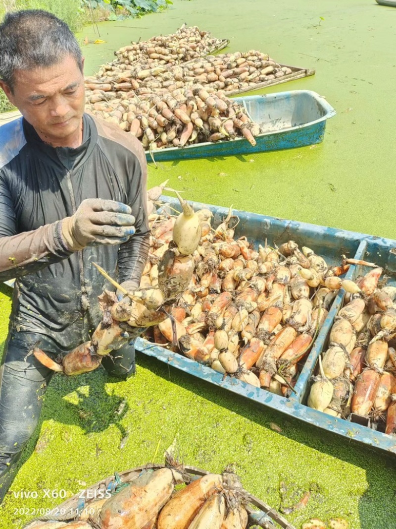 湖北荆门莲藕大量上市欢迎新老客户前来选购，货源稳定