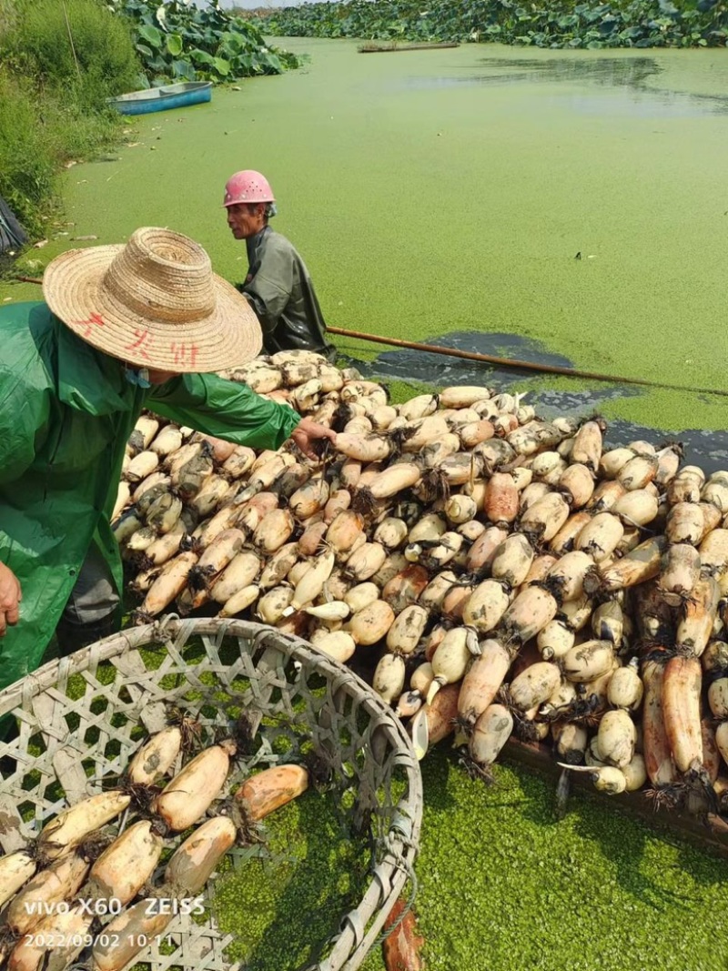 湖北荆门莲藕大量上市欢迎新老客户前来选购，货源稳定