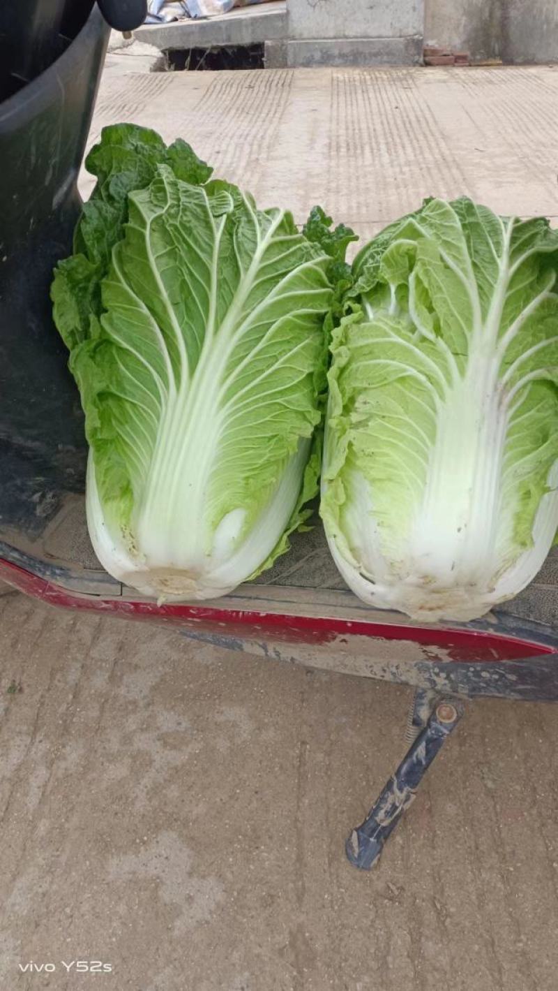 大量黄心大白菜，基地一手货源，适合市场的联系