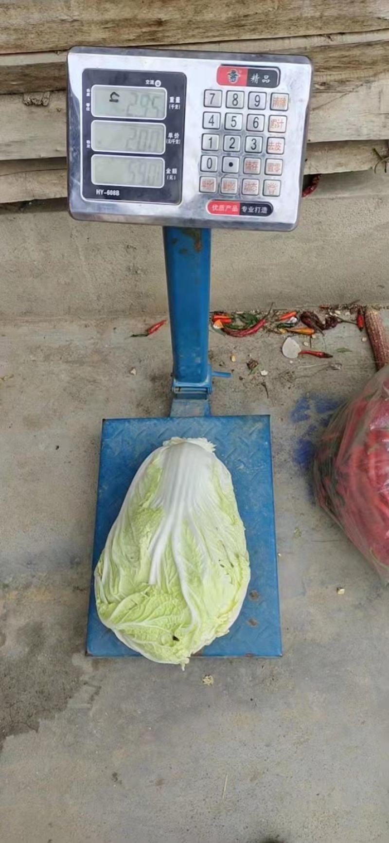 大量黄心大白菜，基地一手货源，适合市场的联系