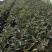 新品红叶莴苣，产地直发，量大从优，物美价廉……