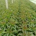 新品红叶莴苣，产地直发，量大从优，物美价廉……