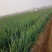 凤翔铁杆大葱