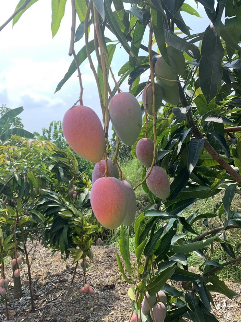 芒果小台芒货源充足产地发货量大从优欢迎来电