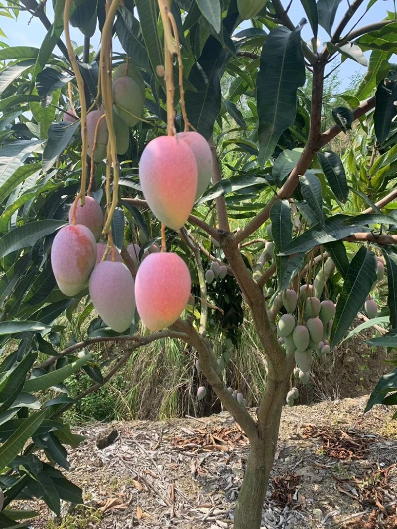 芒果小台芒货源充足产地发货量大从优欢迎来电