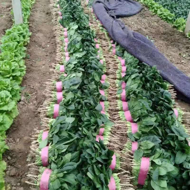 滑县蔬菜大棚种植基地发货，一手货源，大量有货，欢迎咨询选