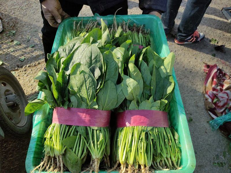 滑县万亩园区菠菜，现挖现发，批发供应，商超品质，欢迎选购咨询