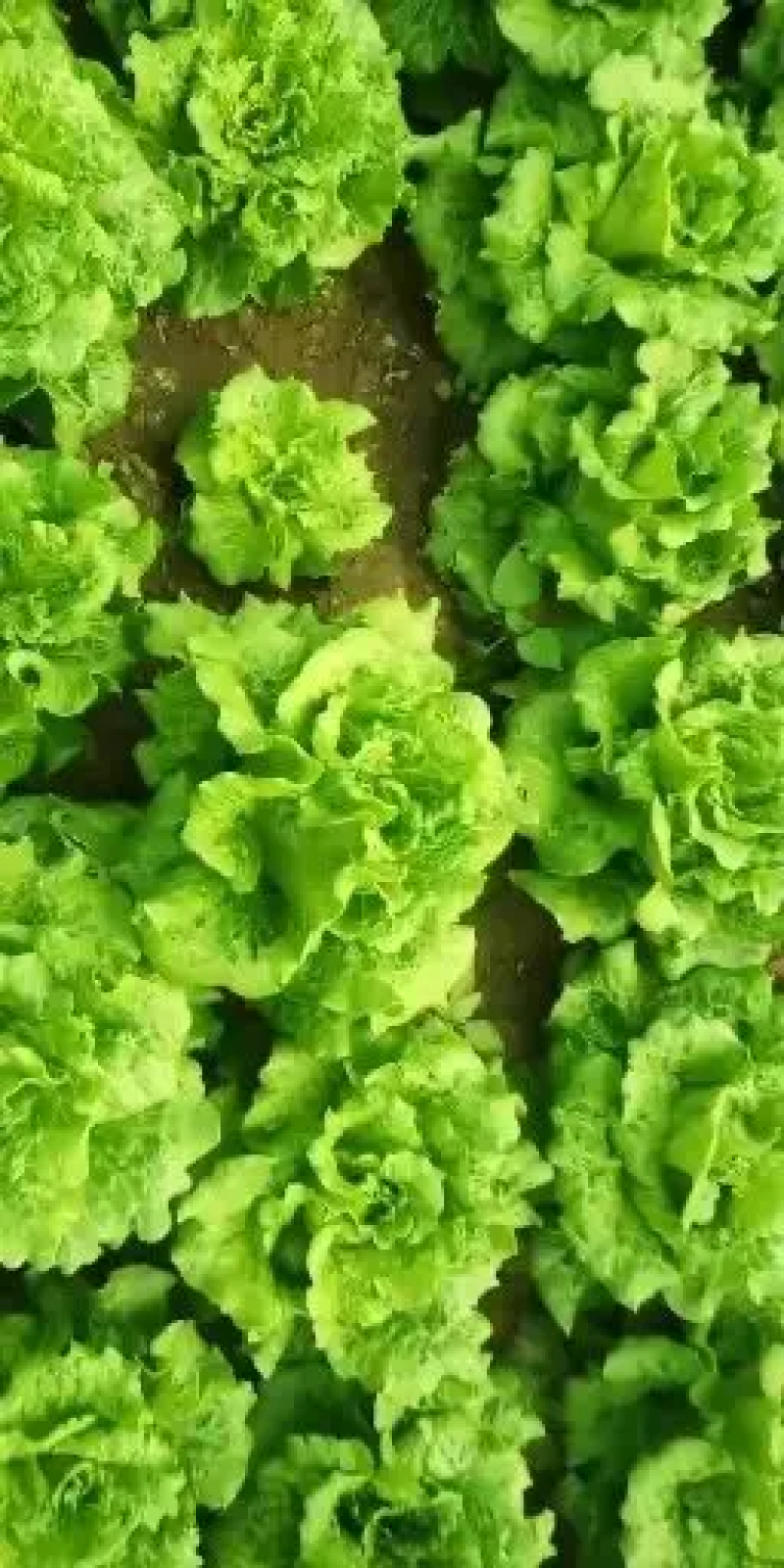 滑县生菜，万亩基地发货，货源充足，量大从优，欢迎来电咨询