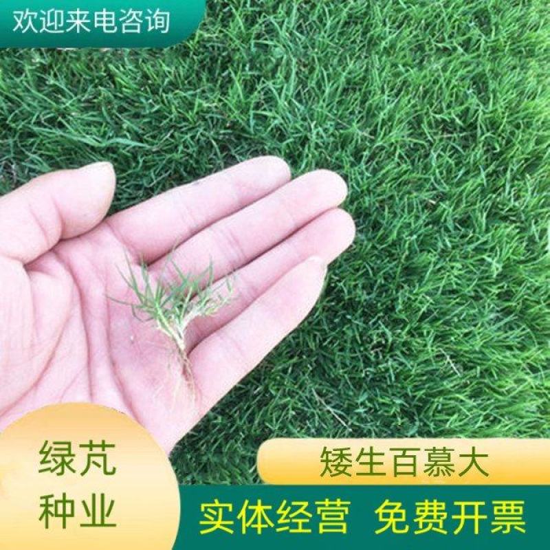 百慕大种子批发零售园林绿化护坡草坪固土固沙防塌量大优惠