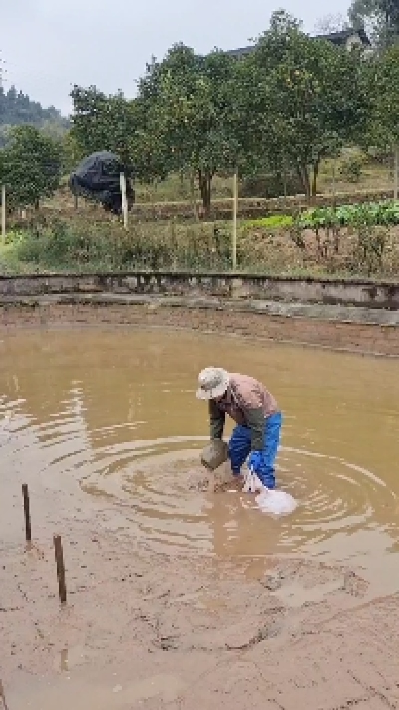 自然生长5一8年，全程吃冰鲜鱼虾长大，零添加，优质生态甲！