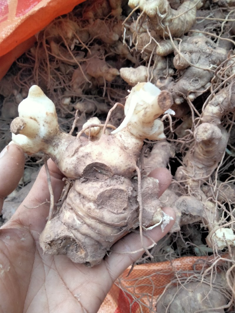 姜形甜黄精芽头黄精芽头四川姜形黄精黄精苗种茎块