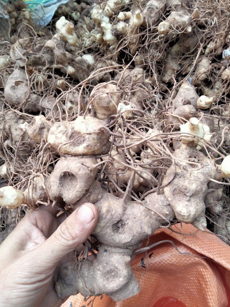 姜形甜黄精芽头黄精芽头四川姜形黄精黄精苗种茎块
